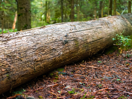 close up tree trunk in forestの素材
