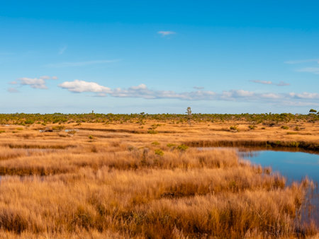 landscape in a swamp in the north of the netherlandsの素材