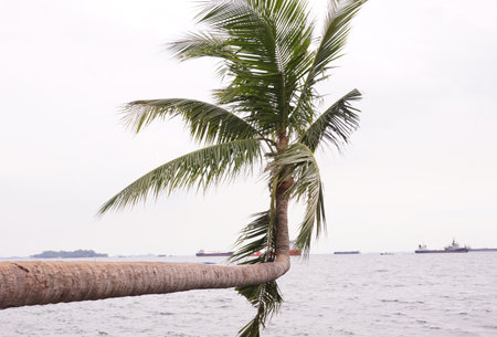 coconut trees on the beachの写真素材