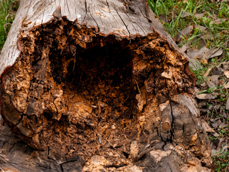 the tree is cut out of the trunk of an old stump in the forest.の素材