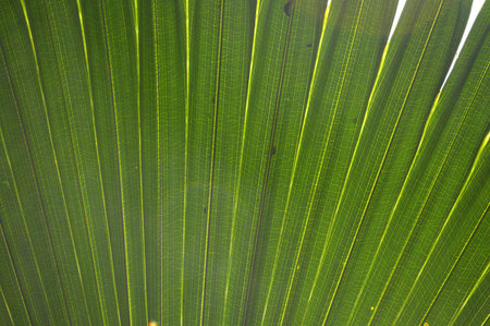 Palm leaves dark green background