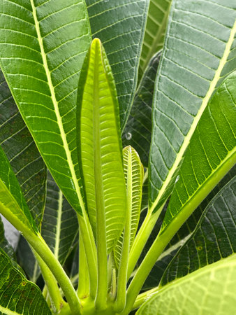 close up fresh green plumeria leaves in nature gardenの写真素材