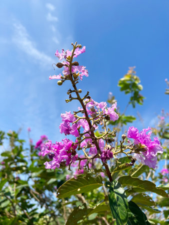 beautiful pink Lagerstroemia speciosa flowers in the gardenの写真素材