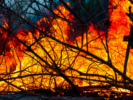 Firewood and branches burn in the fire.の素材