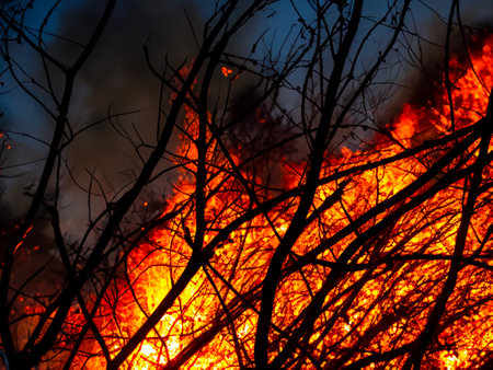 Firewood and branches burn in the fire.の素材