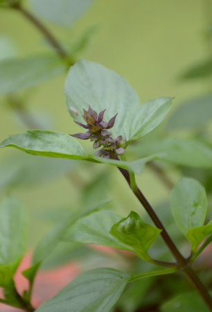 close up of a sweet basil flower in the gardenの写真素材