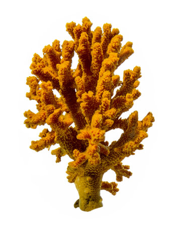coral on a white backgroundの素材