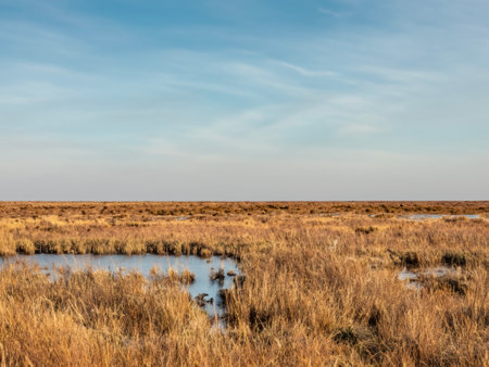 swamp with grass on a cloudy day in springの素材