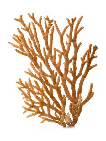 coral isolated on a white backgroundの素材