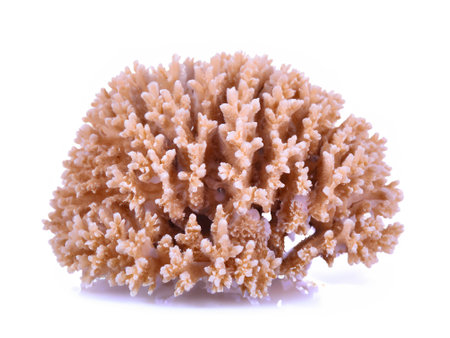 coral on a white backgroundの素材