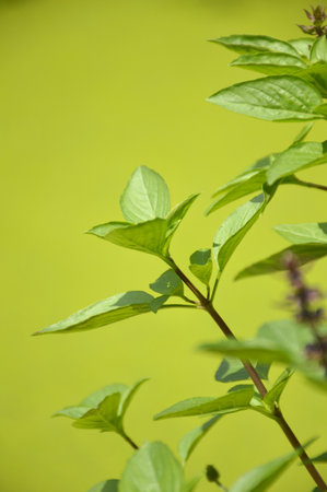 yellow leaves of a basil tree with a blurred background