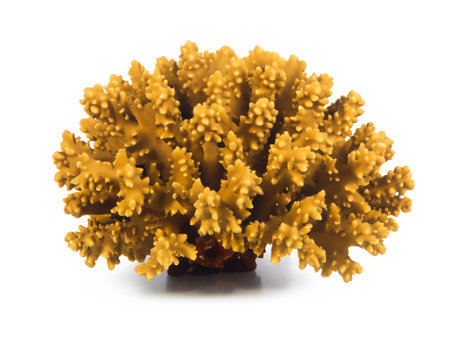 coral isolated on white backgroundの素材
