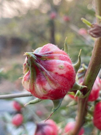 close up of Roselle flower in nature gardenの写真素材