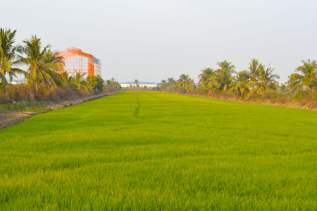 rice field and green grass with blue sky backgroundの写真素材