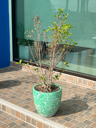 green plant in a pot on the wallの写真素材