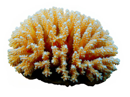 coral isolated on white backgroundの素材