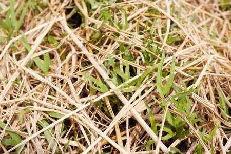a close up of a water spinachの写真素材