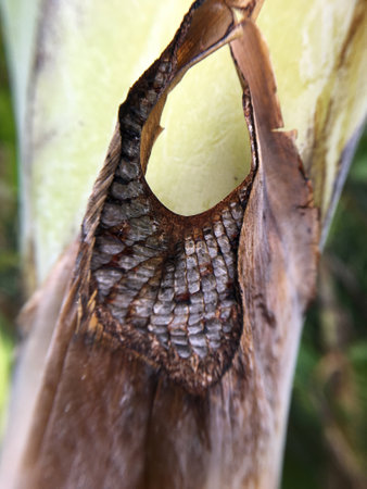 a banana tree with a hole in itの写真素材