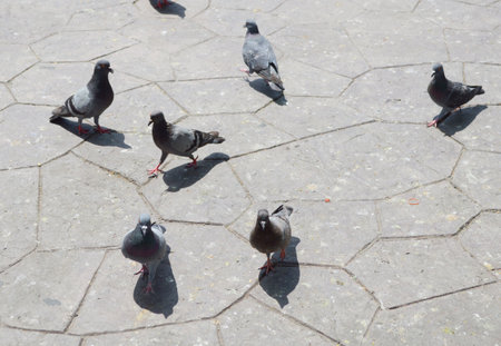 a flock of pigeons walking on a paved areaの写真素材