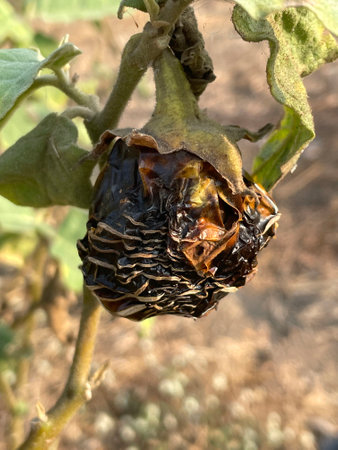 close up of a tree in the forest, dry eggplant in garden.