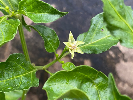 green leaves of a chili plantの写真素材