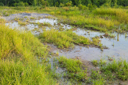 a puddle of a swamp in the summer.