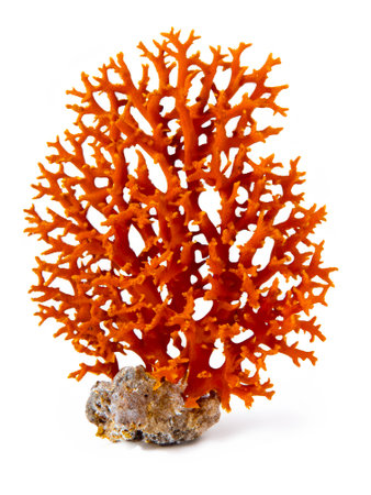 coral isolated on whiteの素材