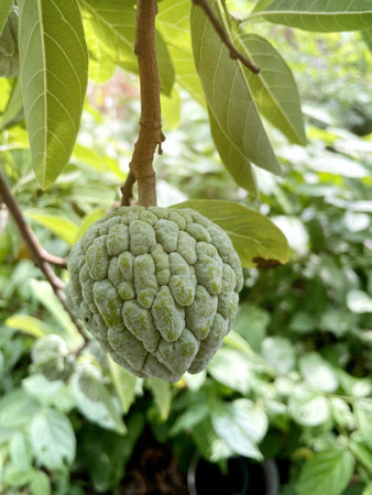 close up of a green sugar apple in the garden
