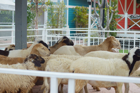 group of sheep in the farmの写真素材