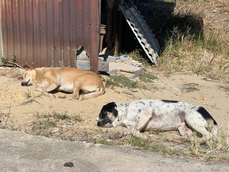 stray dogs on sand floorの写真素材