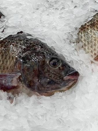 fresh tilapia fish in the market
