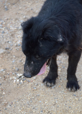 black dog on a beach in the sand.の写真素材