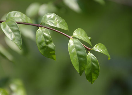 green Wrightia arborea leaf on the branch of the bushの写真素材