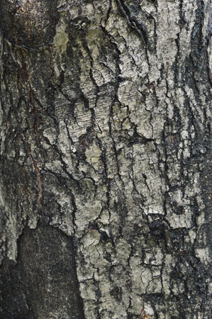 texture of the bark of an old tree