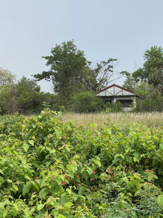 green grass and abandoned home in the garden