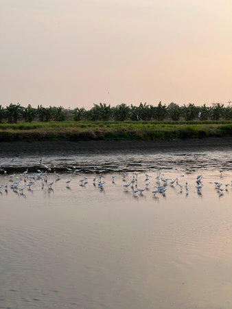 a group of birds on the fish pond at sunset