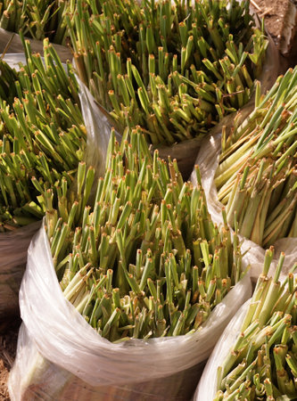 green lemongrass plant in nature gardenの写真素材