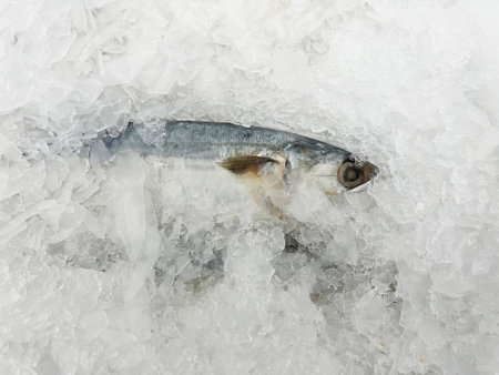 frozen fish in iceの写真素材