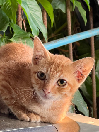 portrait of a orange catの写真素材