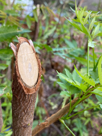 cut tree in the forest