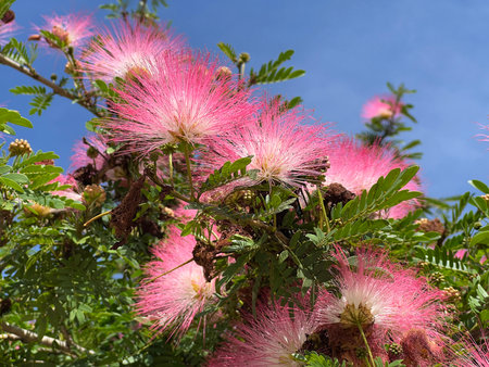 Calliandra Haematocephala Hassk flower in nature garden