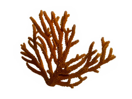 seaweed isolated on white backgroundの素材