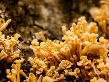 mushrooms in forest. nature backgroundの素材