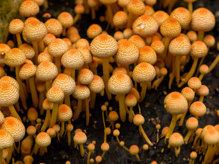 mushrooms in forest. nature backgroundの素材