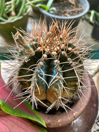 cactus in nature garden