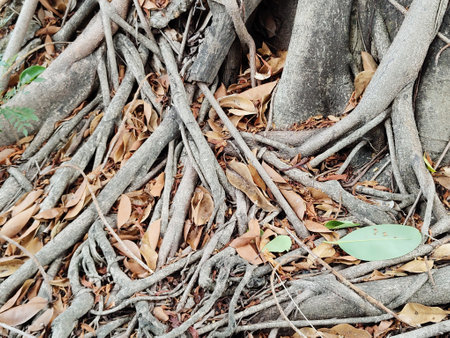 tree roots on groundの写真素材