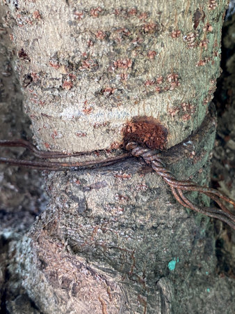 tree bark texture with rusty wireの写真素材