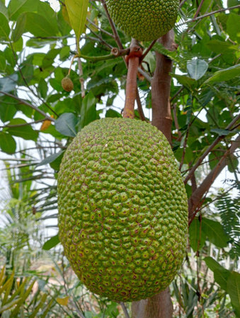 jackfruit in nature garden