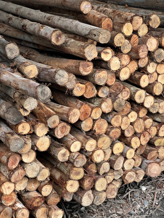 wood logs in a stack, background.の写真素材