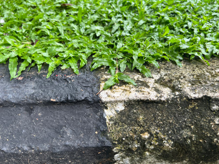 stone pavement with green grass texture backgroundの写真素材